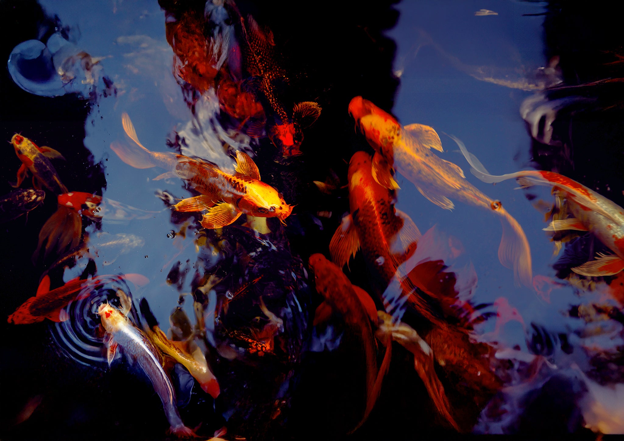 Underwater Fireworks    Finale fine art photograph by Frank Kayser showing koi fish in a abstract underwater motion (Territories Series — Underwater Fireworks)