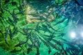 Green Caviar — Fine Art photograph by Frank Kayser