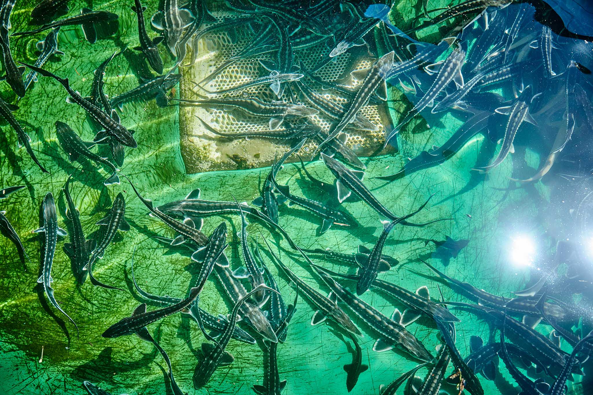 Green Caviar — Fine Art photograph by Frank Kayser