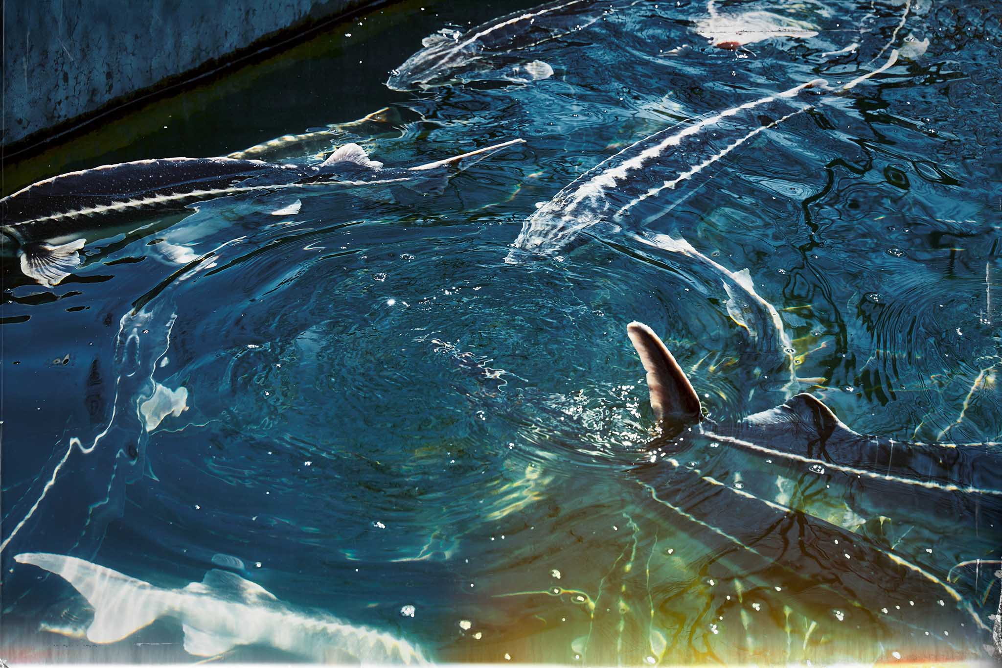 Blue Caviar — Fine Art photograph by Frank Kayser