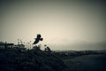 Blackbird — Fine Art photograph by Frank Kayser