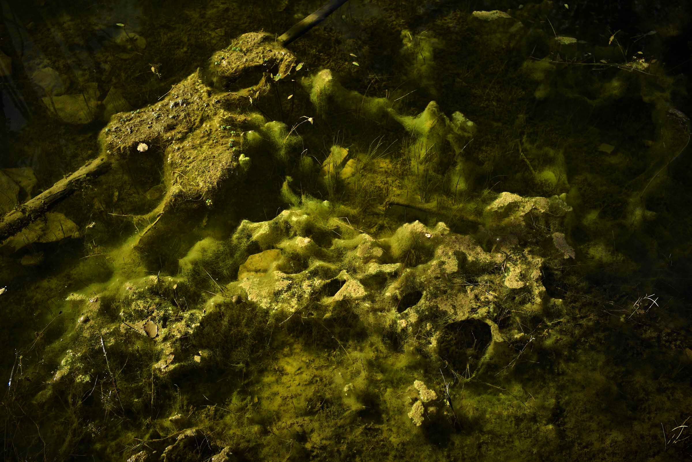 GRUENE SOSSE — Fine Art photograph by Frank Kayser