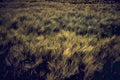 GOLDEN FIELDS fine art photograph by Frank Kayser showing coastal horizon in a minimal seascape