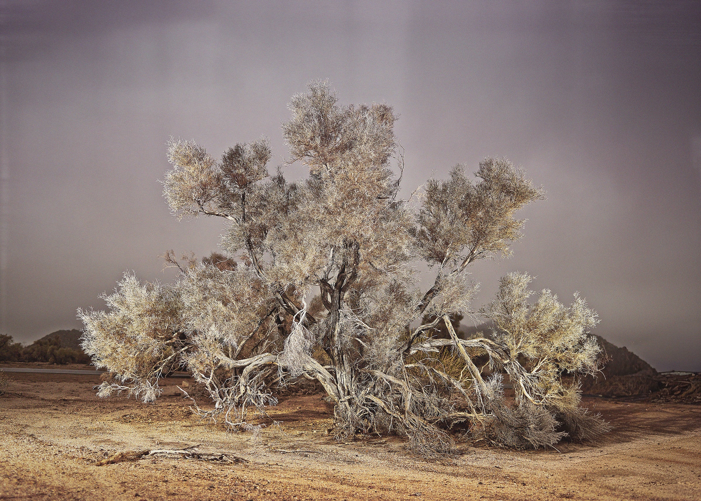 JOSHUA WONDERTREE — Fine Art photograph by Frank Kayser